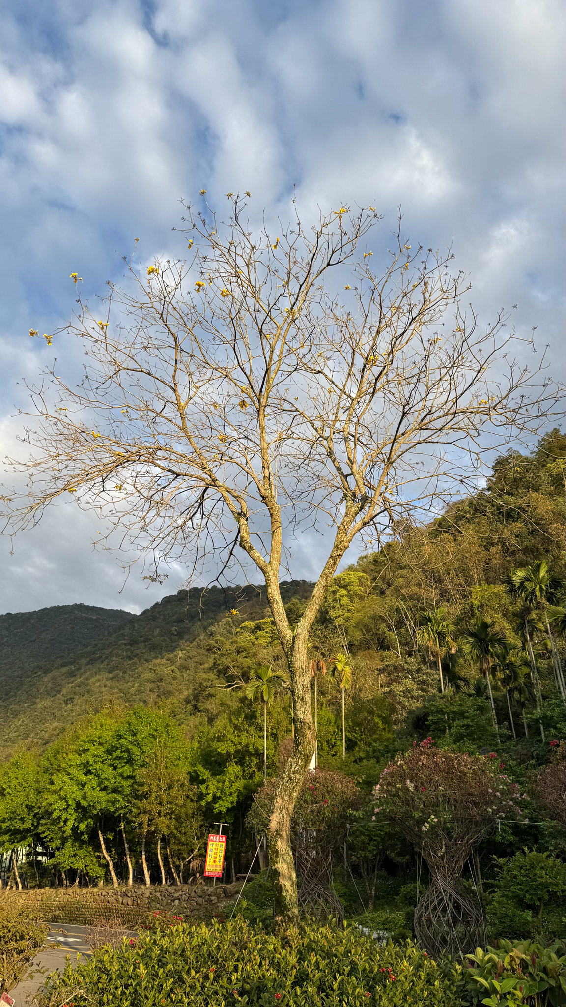Imagem de Ipê-amarelo