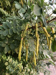 Caragana arborescens