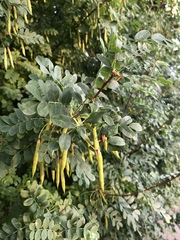 Caragana arborescens