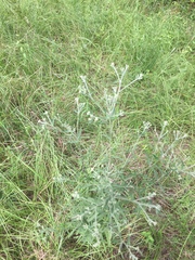 Eupatorium torreyanum