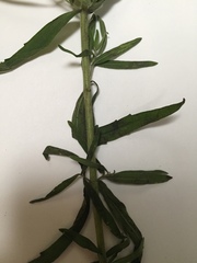 Eupatorium torreyanum