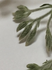 Eupatorium torreyanum