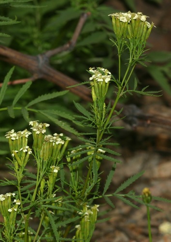 Tagetes minima