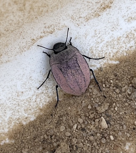 Zophosis bicarinata