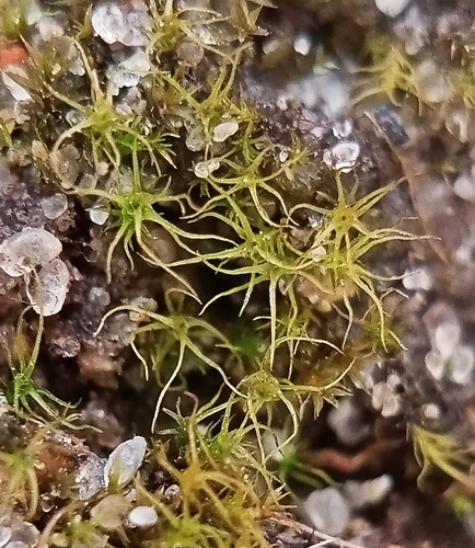 Curl-leaved Forklet Moss (Dicranellopsis crispa)