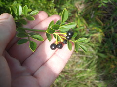 Chrysojasminum humile