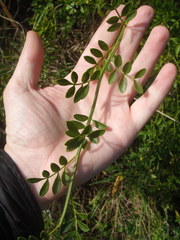Chrysojasminum humile