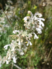 Nepeta nepetella