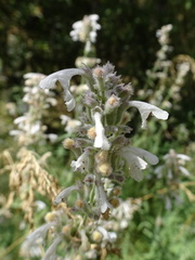 Nepeta nepetella