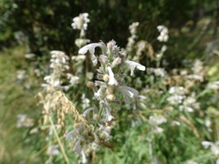 Nepeta nepetella