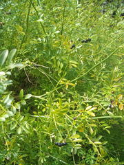 Chrysojasminum humile