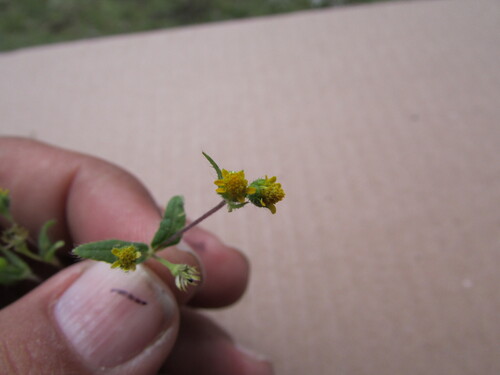 Image of Jaegeria hirta by (c) Carlos Martorell, some rights reserved (CC BY)