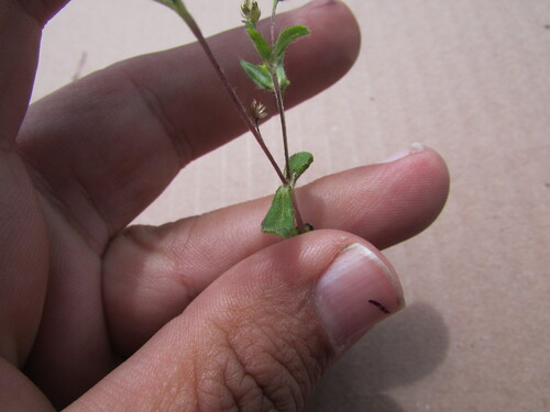 Image of Jaegeria hirta by (c) Carlos Martorell, some rights reserved (CC BY)