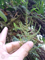 Asplenium dissectum