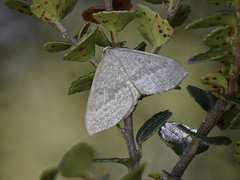 Poecilasthena euphylla