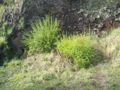 Chrysojasminum humile