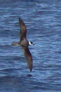 Vanuatu Petrel