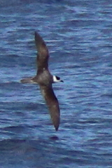 Vanuatu Petrel photo 1