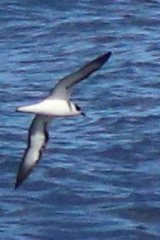 Vanuatu Petrel photo 2