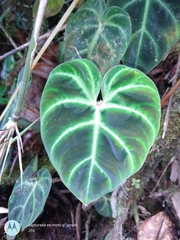 Philodendron verrucosum