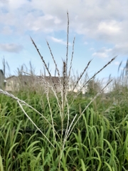 Poaceae