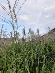 Poaceae