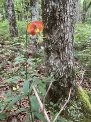 Lilium superbum