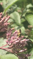 Agapostemon splendens