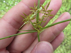 Cyperus polystachyos