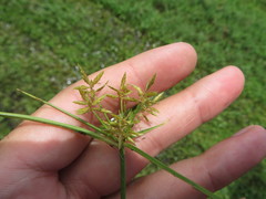 Cyperus polystachyos