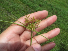 Cyperus polystachyos