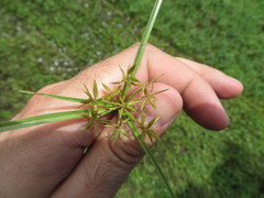 Cyperus polystachyos