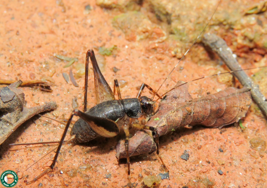 Guabamima