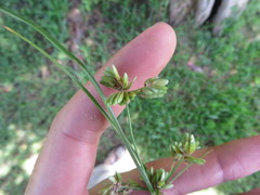 Cyperus