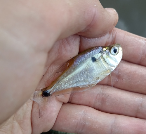 Glass headstander (Roeboides microlepis) — Characidae — 5