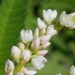 Pale Smartweed - Photo (c) Erin Faulkner, some rights reserved (CC BY-NC)