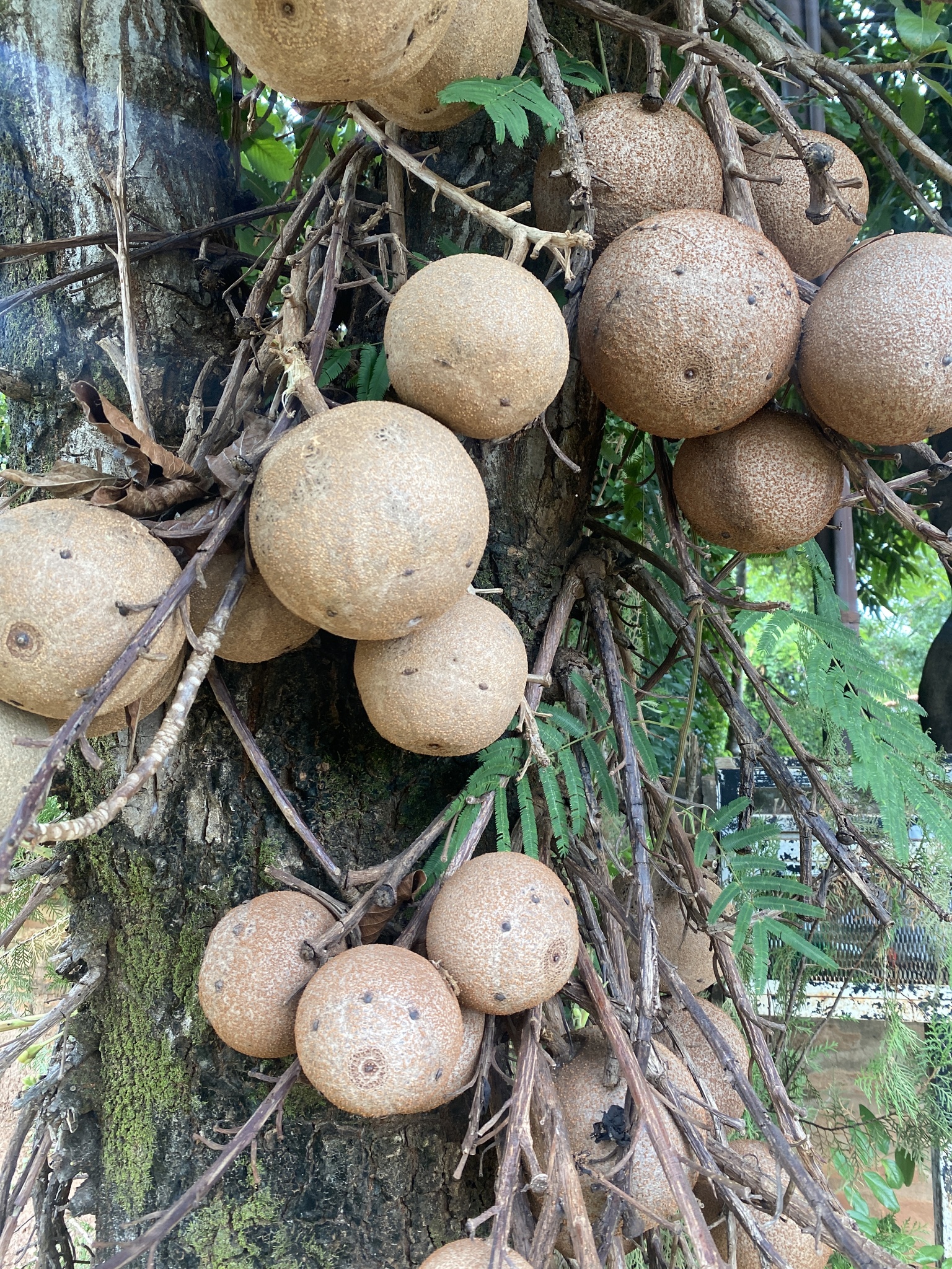 Couroupita guianensis