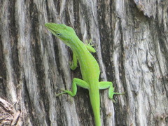 Anolis carolinensis