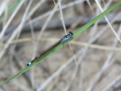 Ischnura cervula