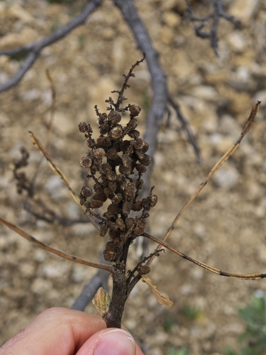 Image of Rhus coriaria by (c) Aubin NORMAND, some rights reserved (CC BY)