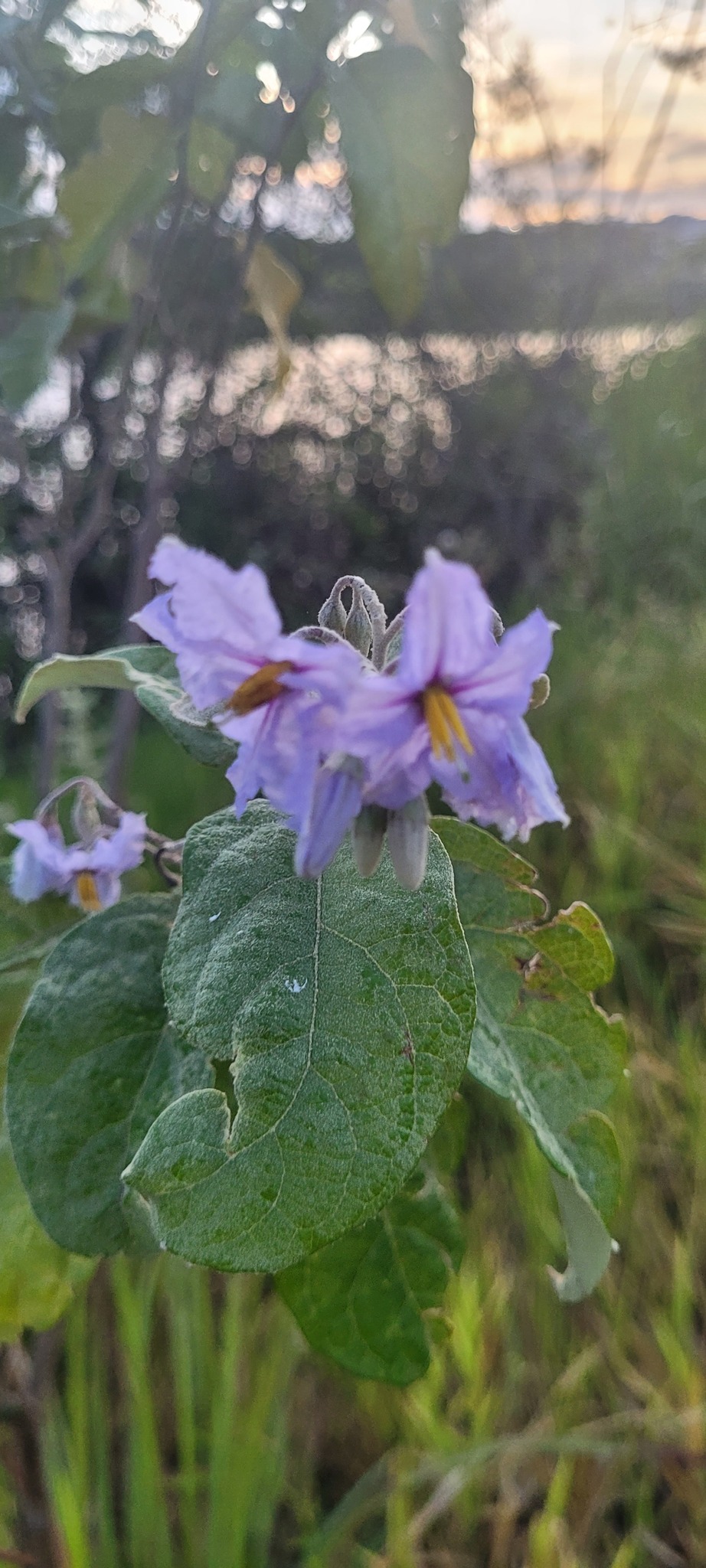 Solanum paniculatum