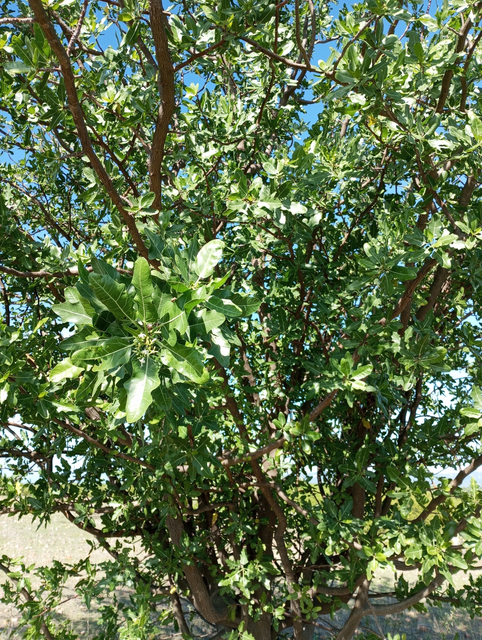 Cnidoscolus quercifolius