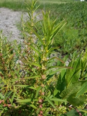 Ludwigia polycarpa