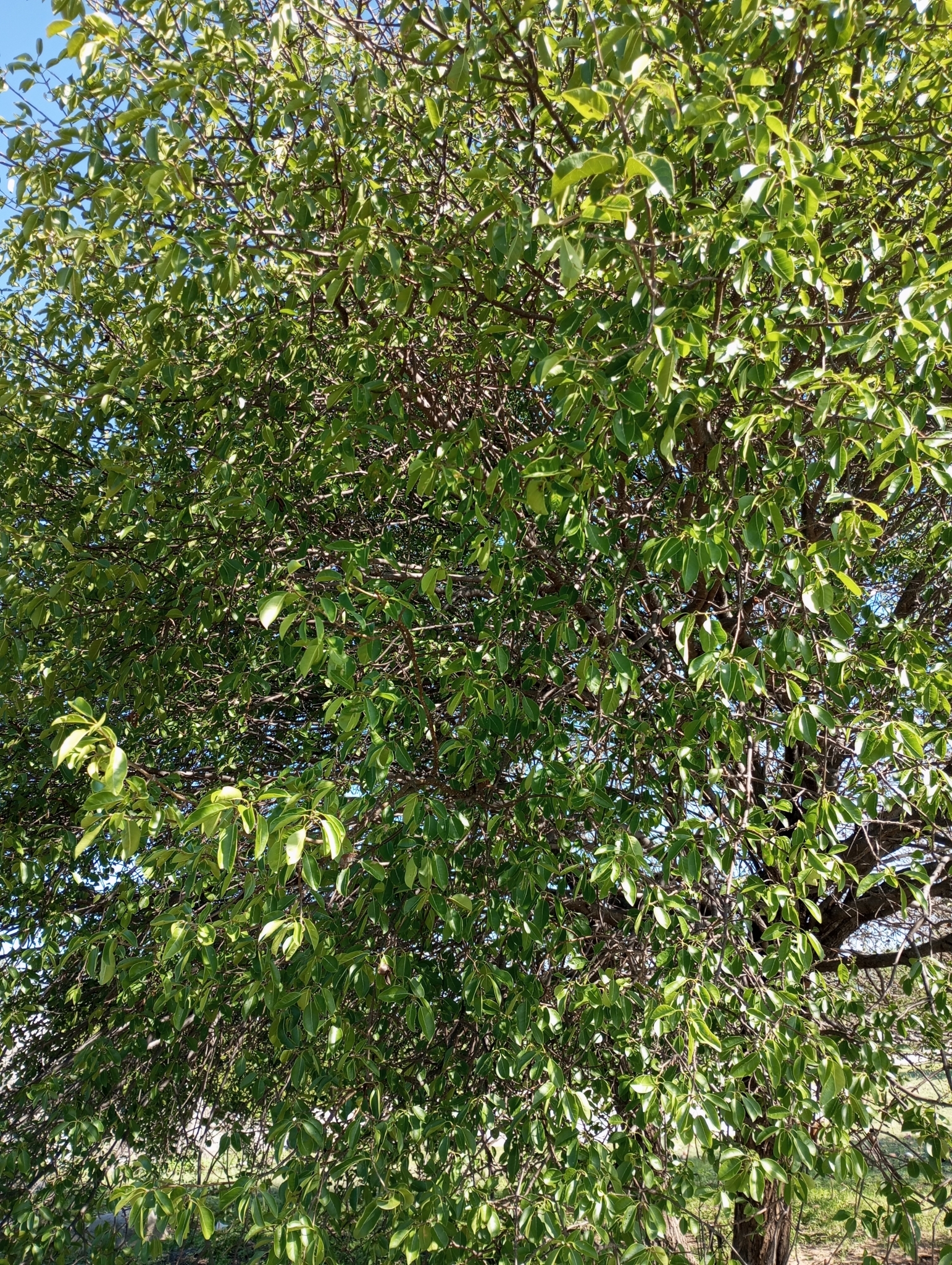 Aspidosperma pyrifolium