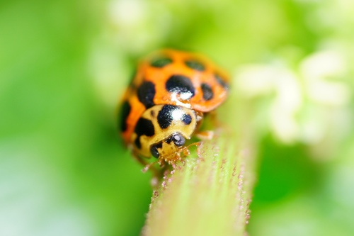Large spotted ladybird