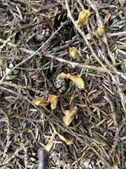 Cudoniaceae