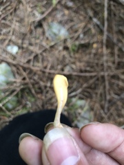 Cudoniaceae