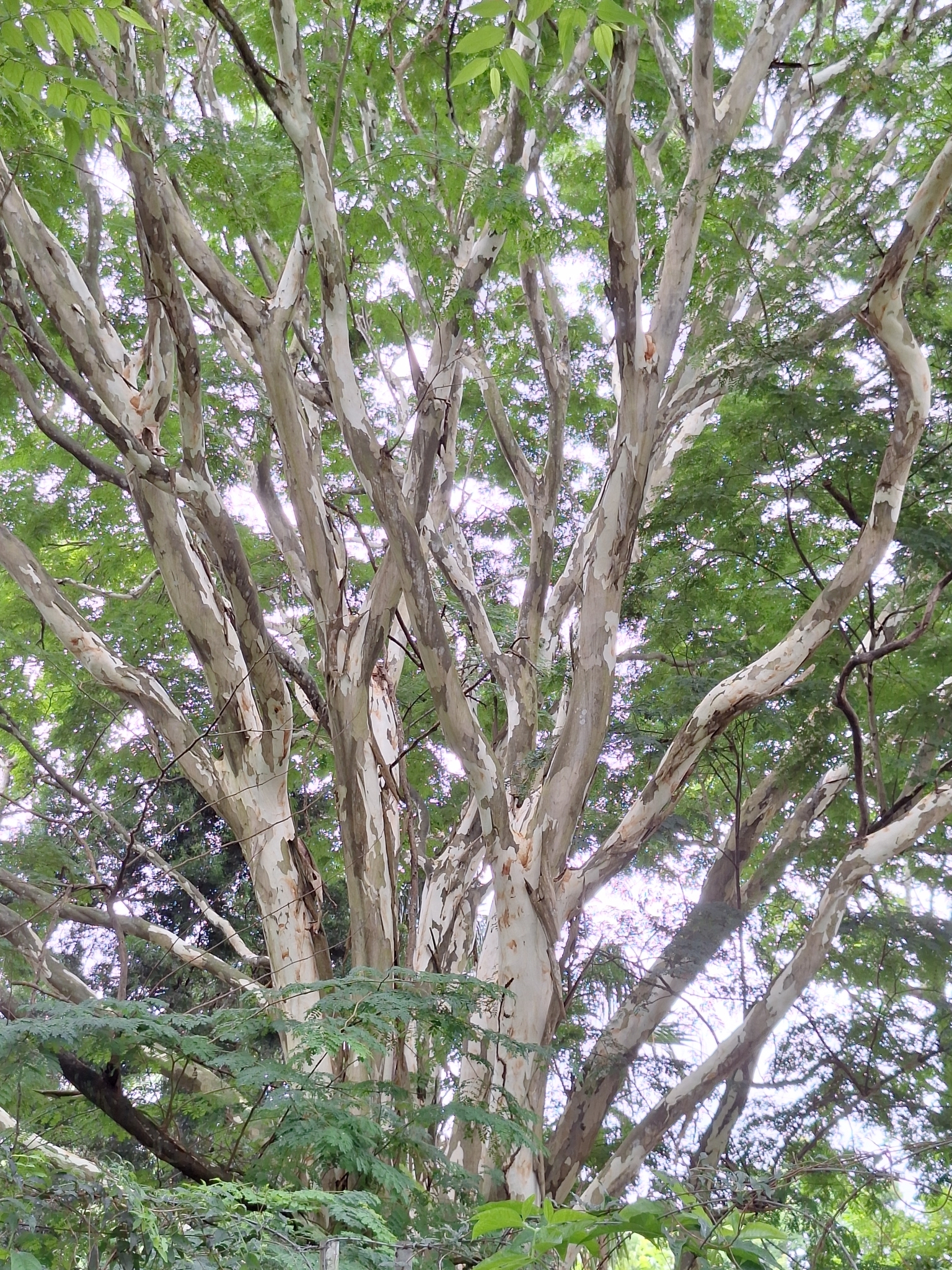 Imagem de Jucá