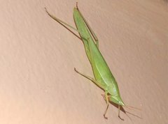 Euconocephalus nasutus