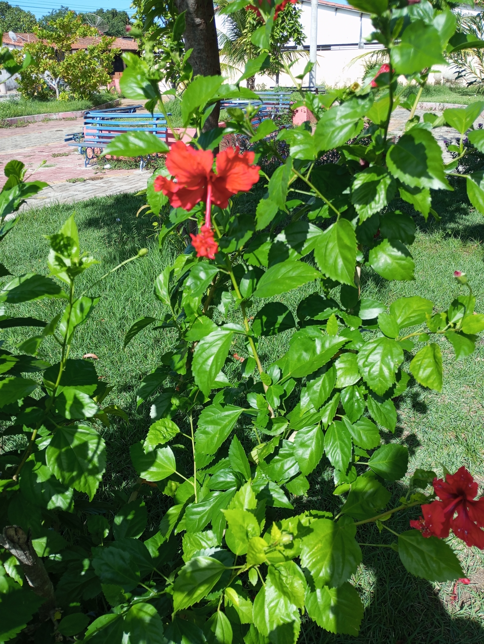 Hibiscus rosa-sinensis